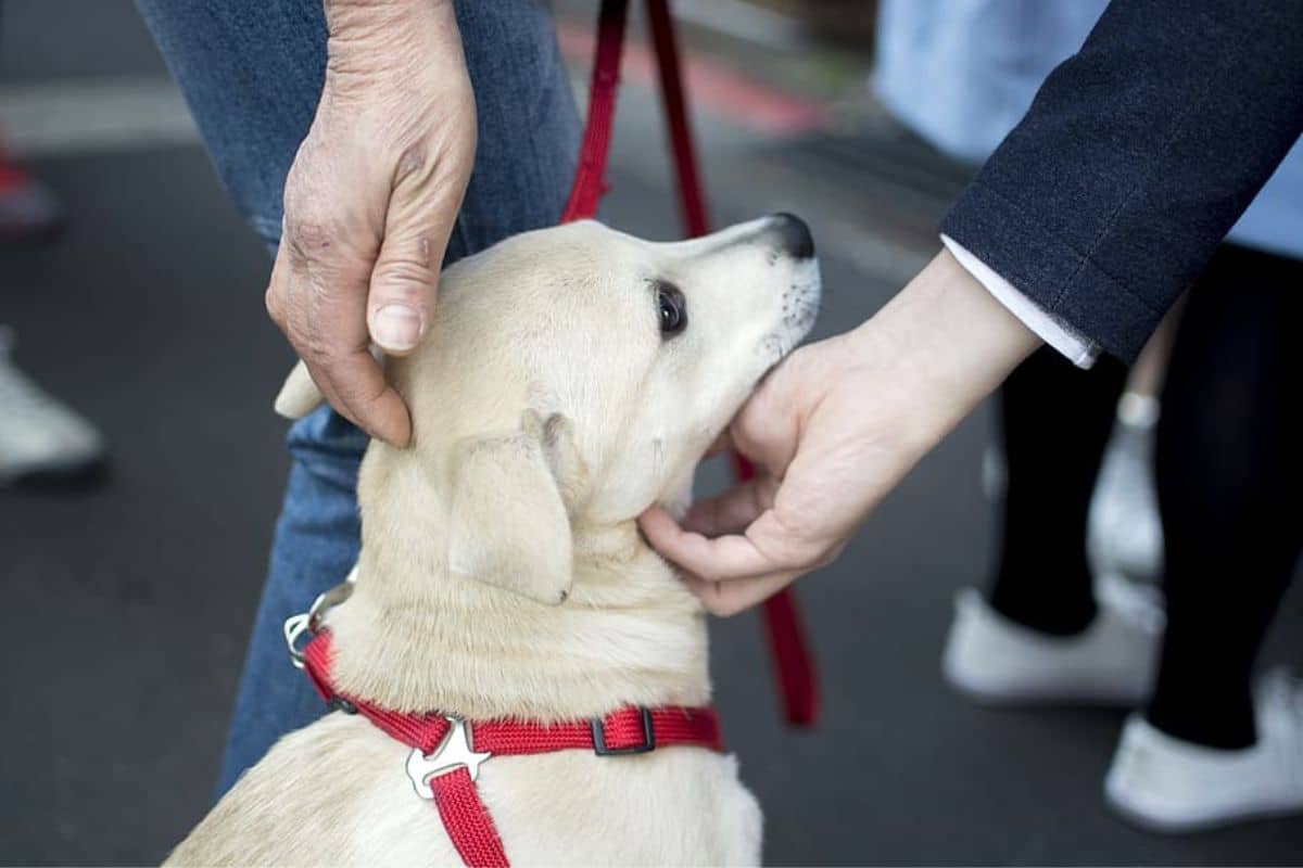 Ya puedes sacar el acta de nacimiento a tu mascota! Checa cómo