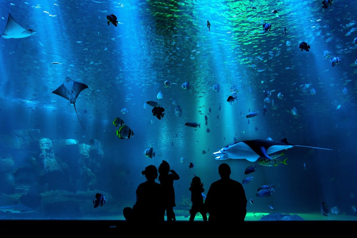 México tendrá el acuario más grande de América Latina