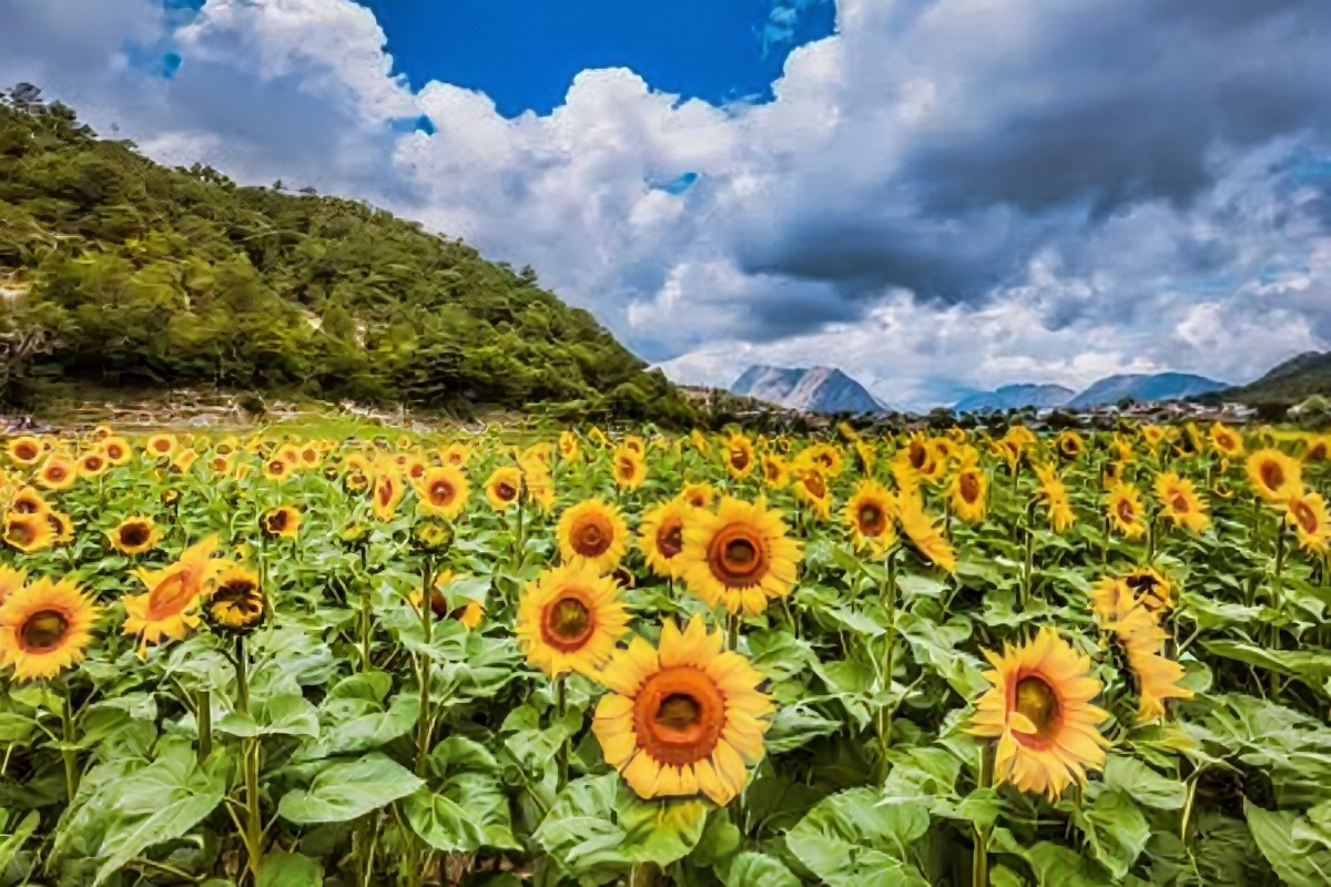 Este campo de girasoles en Laguna de Sánchez es el rincón más fotogénico de Nuevo León