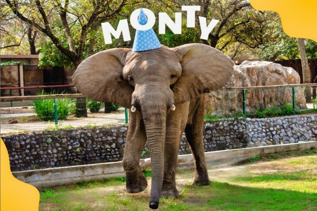 Celebra el Día Mundial del Elefante con Monty