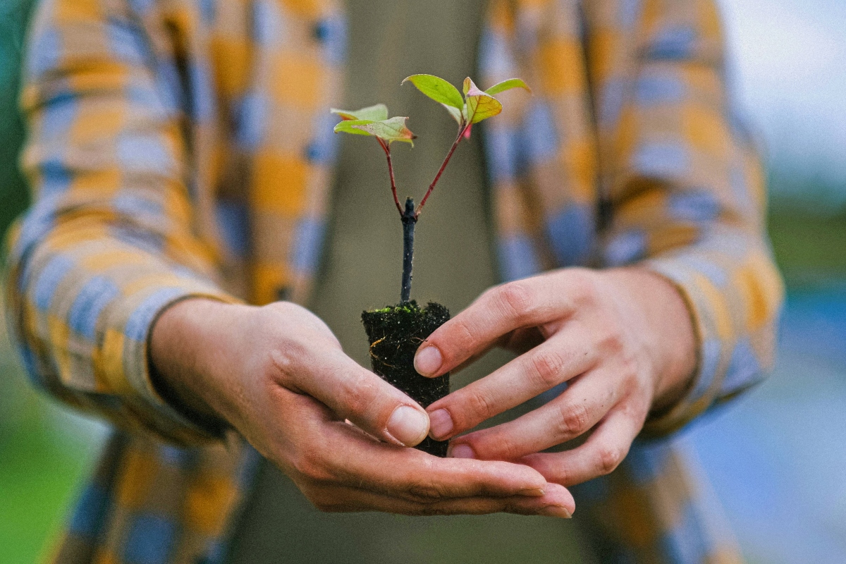 This Saturday in Monterrey will give away trees to anyone who wants them - so you can adopt one for free for your home