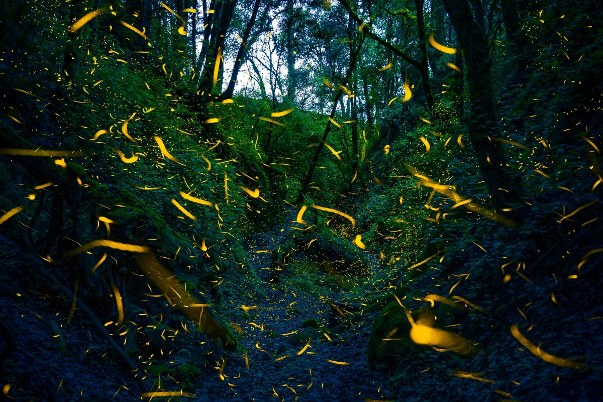 "It looks like magic" - guided tours to see fireflies in Chipinque have already started: there will only be 6 dates