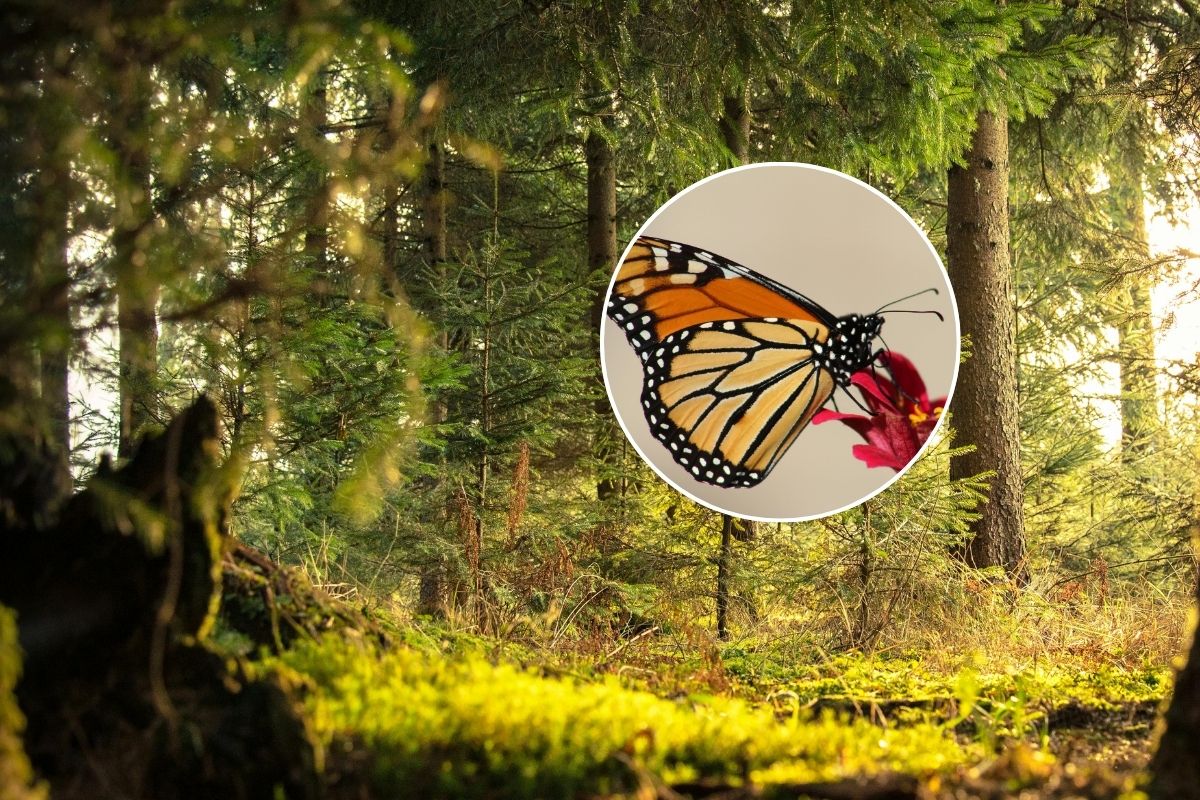 Monarch Butterfly Migration Festival in Monterrey: experience the wondrous spectacle of nature with workshops, guided to