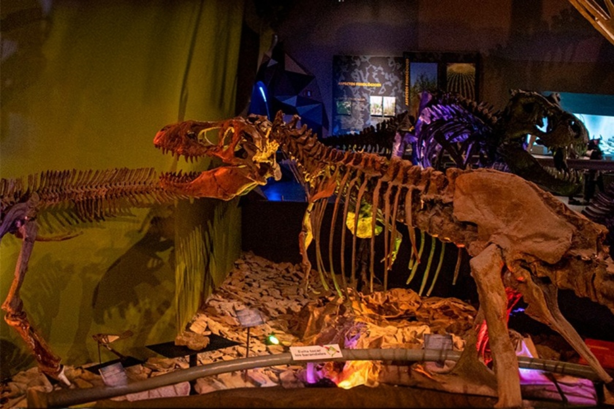 Explore the MUDE by night with a flashlight: the most magical summer experience in August