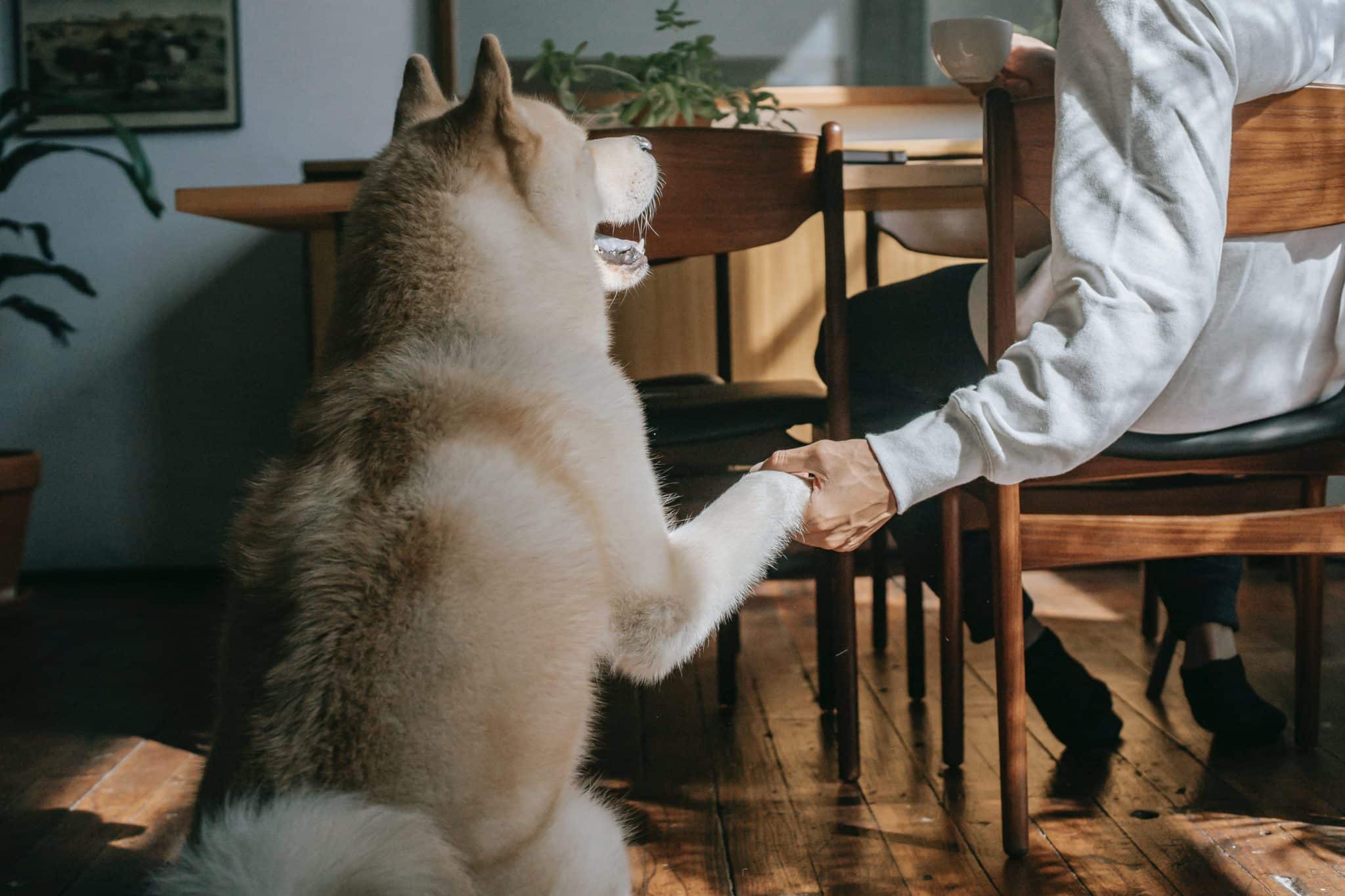Ten pet Friendly Restaurants In Monterrey To Go With Your Dog