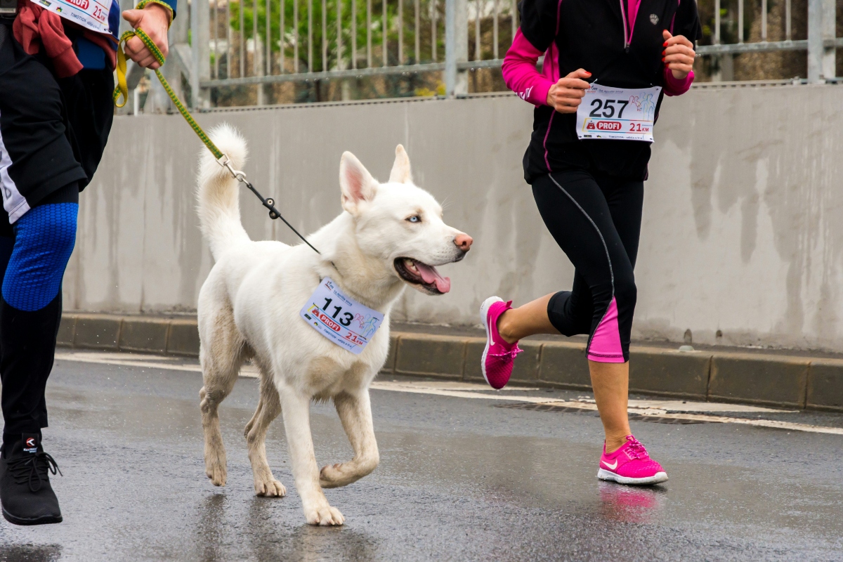 Run In Costume With Your Furry Friend In The Petfriendly Race