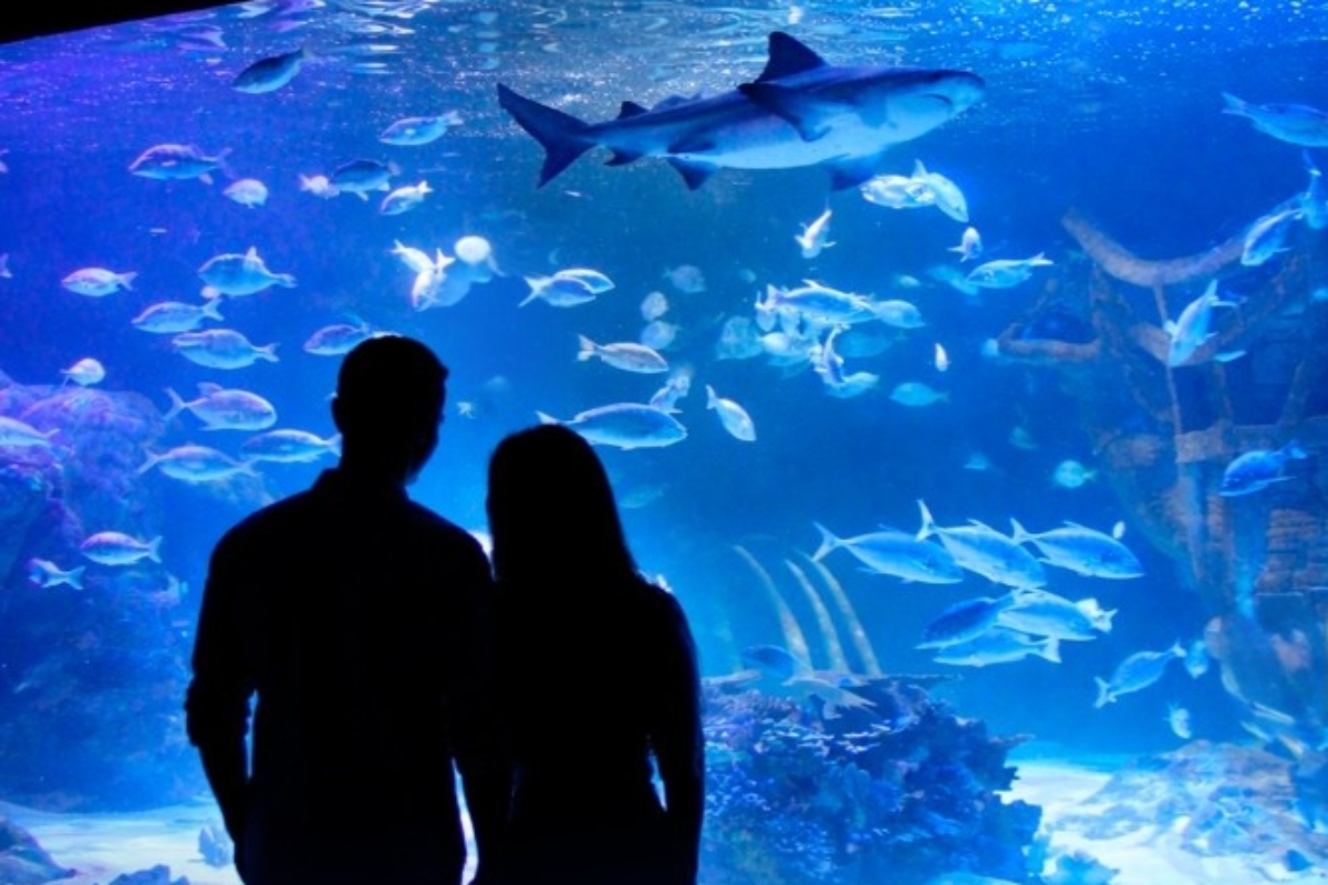 The immersive shark experience everyone wants to see