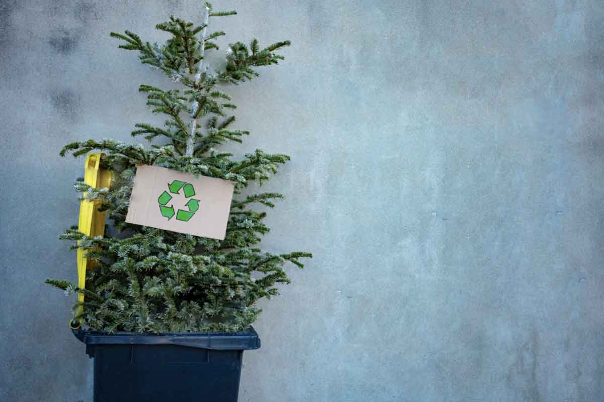 We tell you where to recycle your Christmas pine tree in Monterrey