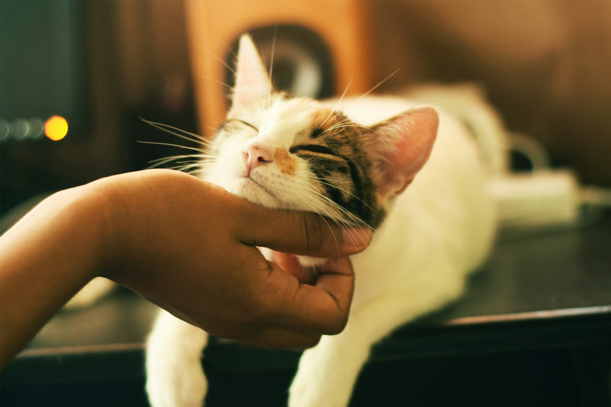 Habrá esterilización gratis de gatos