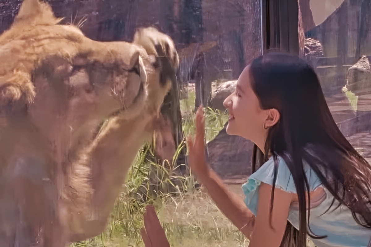 'Caminando entre Leones', la nueva salvaje experiencia que solo existe en Bioparque Estrella Monterrey