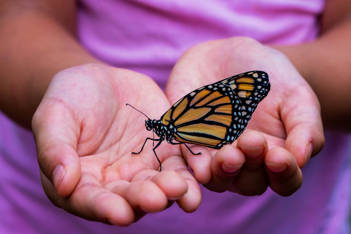 Esto habrá en el Festival de la Migración de la Mariposa Monarca