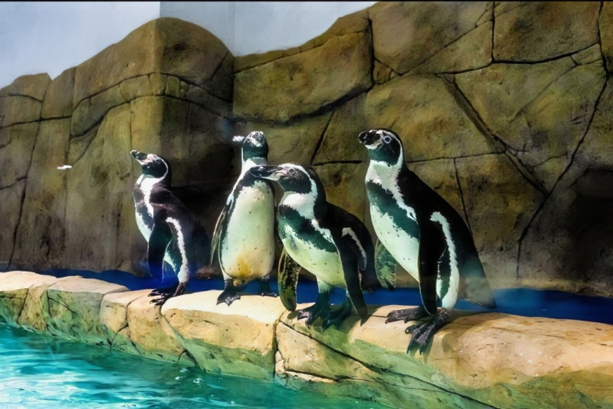 Todo sobre la Interacción con pingüinos en Sealand Monterrey