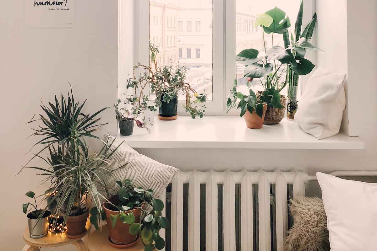 Doce lugares para comprar plantas en Monterrey
