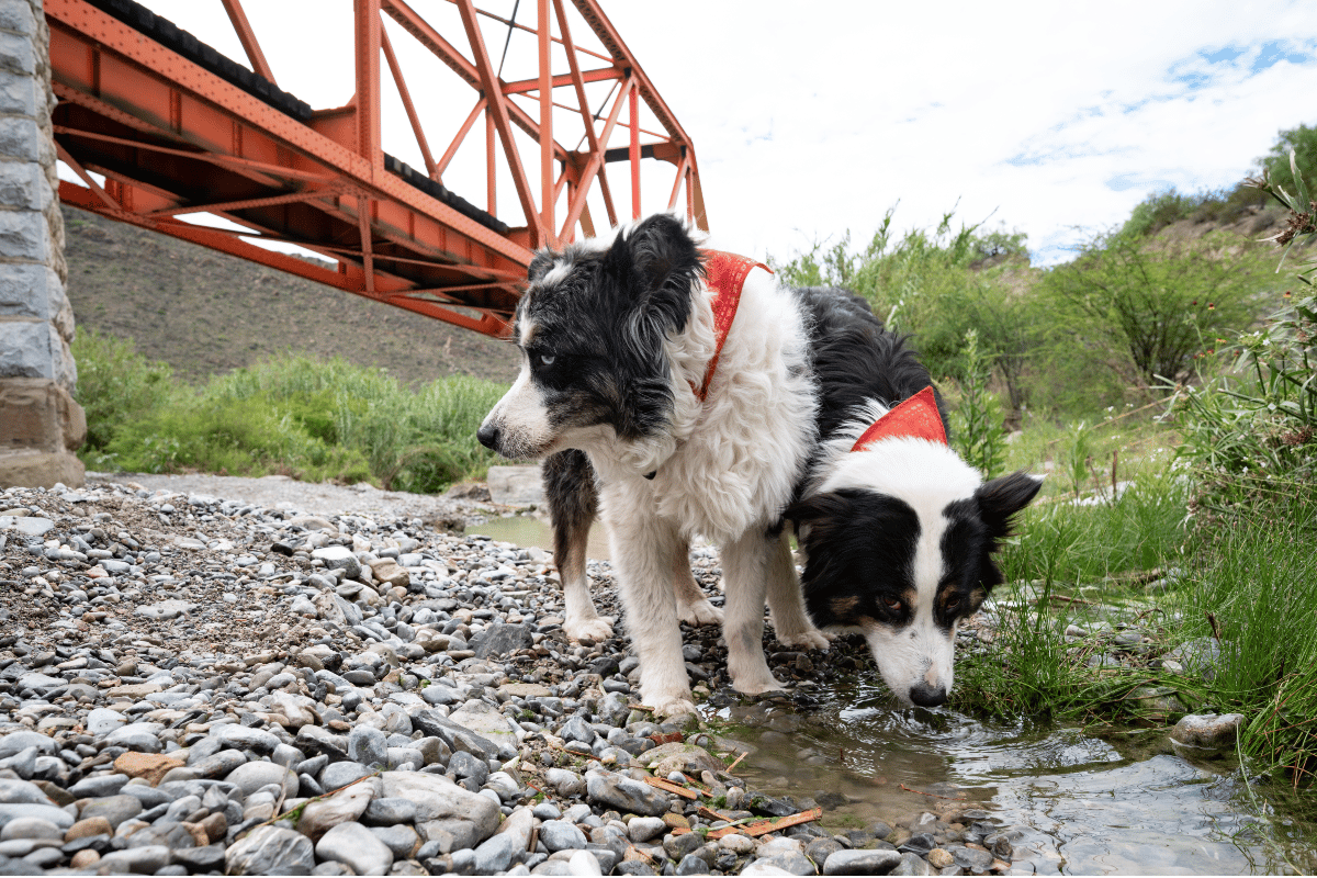 Lugares pet-friendly para turistear cerca de Monterrey