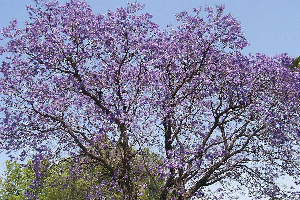 Encuentra jacarandas en Monterrey con este mapa