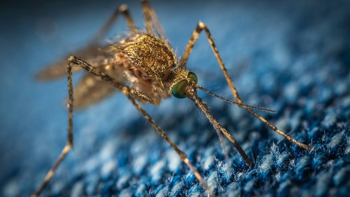 Mosquitos jejenes en Monterrey: Esto es lo que sabemos