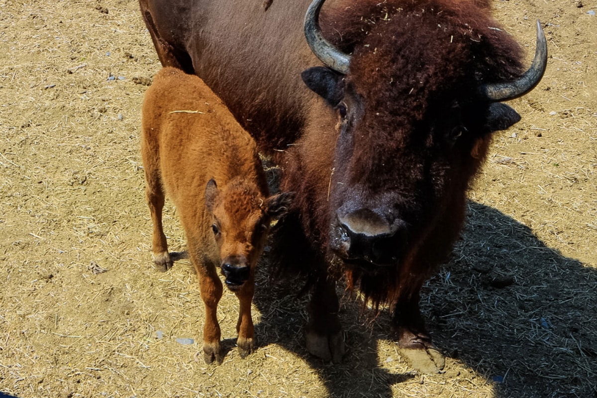 Nace una nueva bisonte hembra en el Zoológico La Pastora