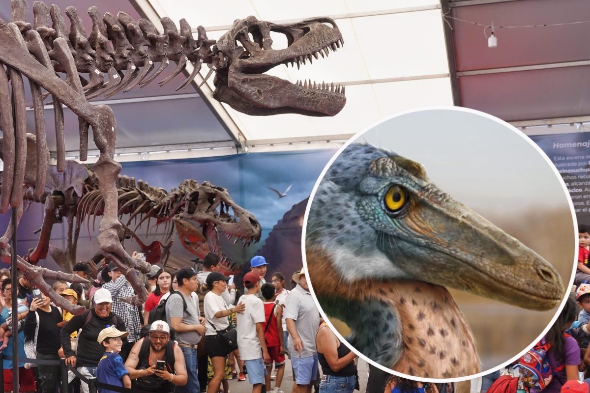 Por menos de $300 pesos puedes ver al nuevo dinosaurio mexicano muy cerca de Monterrey