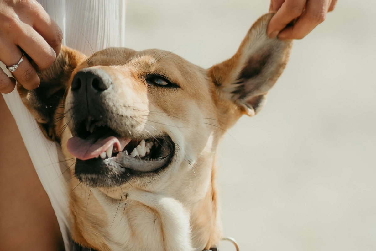 Todo sobre el Pawfest en San Pedro