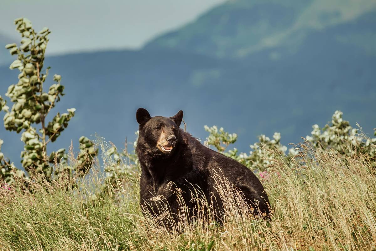 Qué hacer si te encuentras con un oso negro en Monterrey