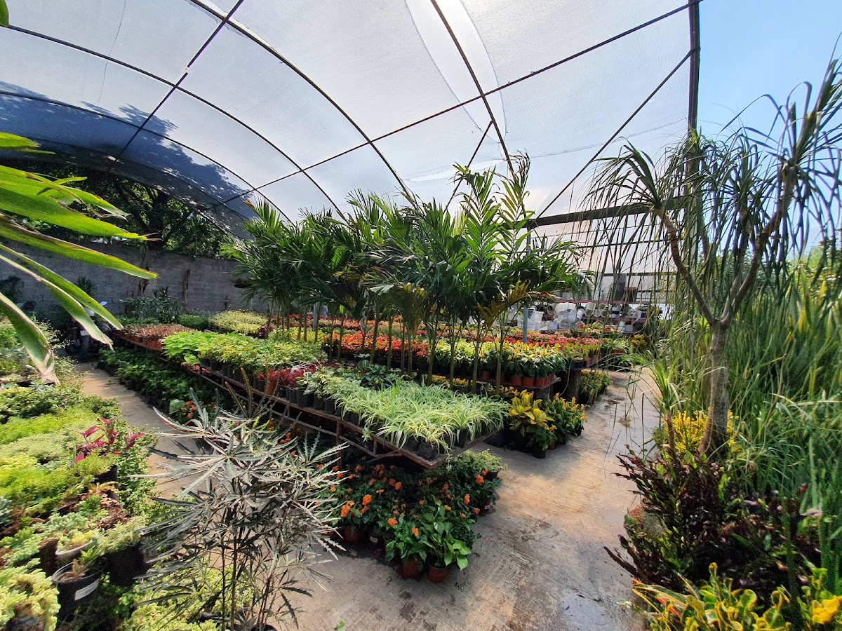 Vivero Guerra Greenoutlet — Vivero Guerra Greenoutlet